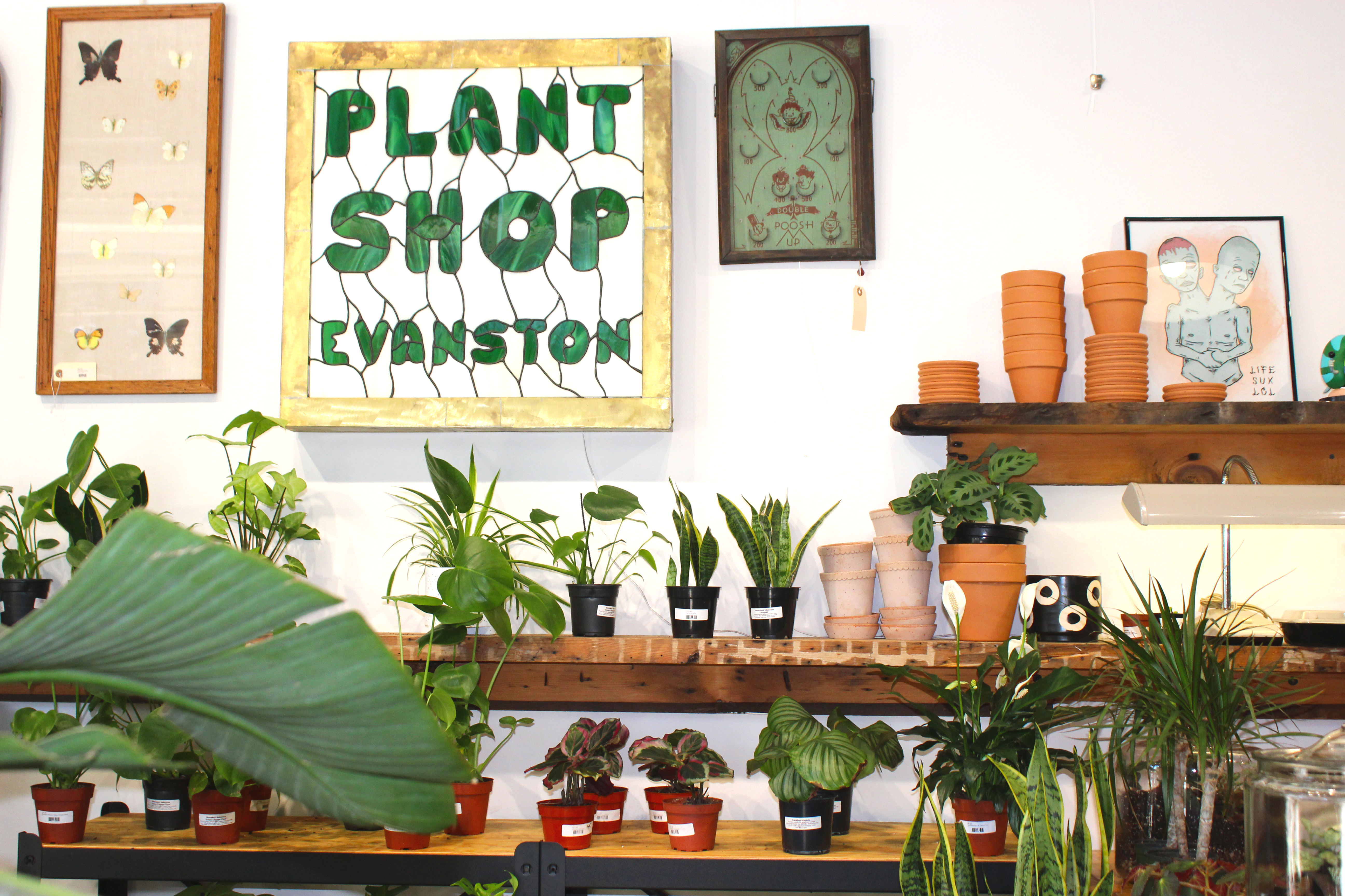 Inside Plant Shop Evanston